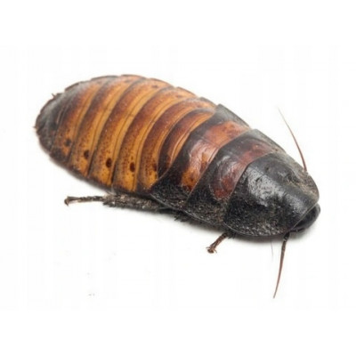 copy of Karaczany madagaskarskie 4-8 cm