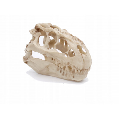 Czaszka dinozaura, ozdoba, kryjówka, do terrarium, akwarium