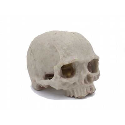 Czaszka 2, ozdoba, do terrarium, akwarium