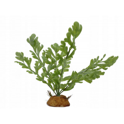 Roślina dekoracyjna do terrarium, akwarium IRIS