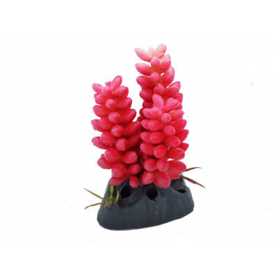 Roślina dekoracyjna do terrarium, akwarium MINI RED