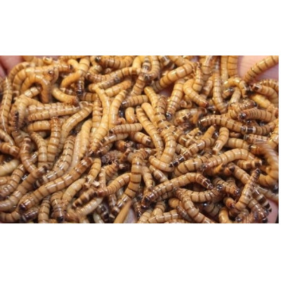 Drewnojady  Zophobas morio