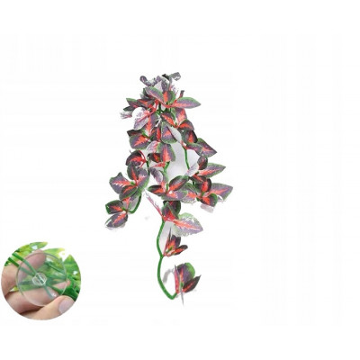 Roślina dekoracyjna do terrarium, akwarium - wisząca