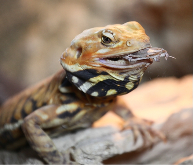 gekon jedzący robaki
