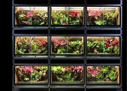 rośliny w terrariach